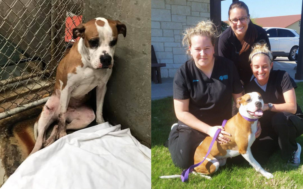 Birdie NYC Second Chance Rescue