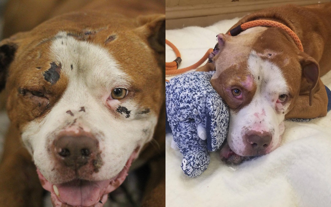 Spade NYC Second Chance Rescue