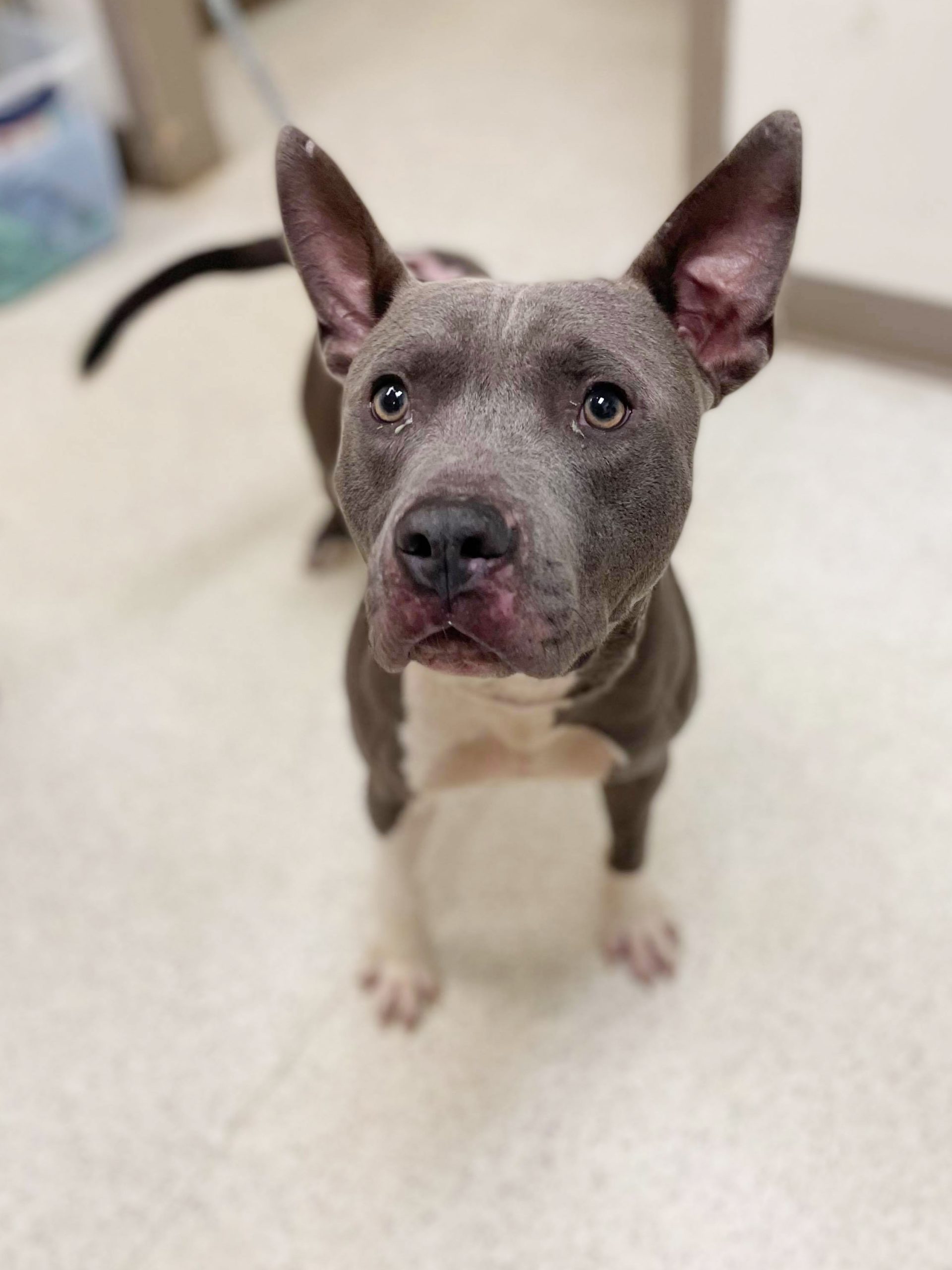 nycscr-behavioral therapy