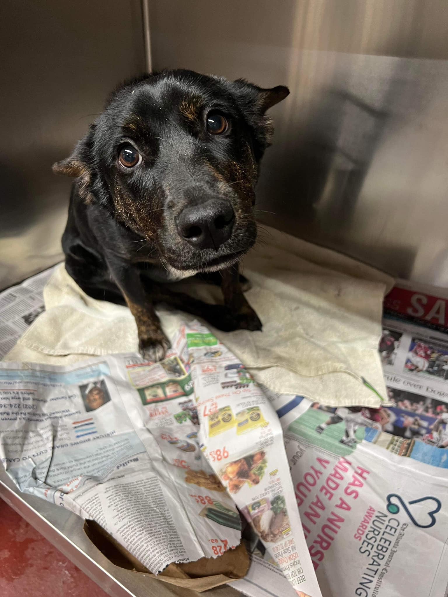 nycscr-spay and neuter