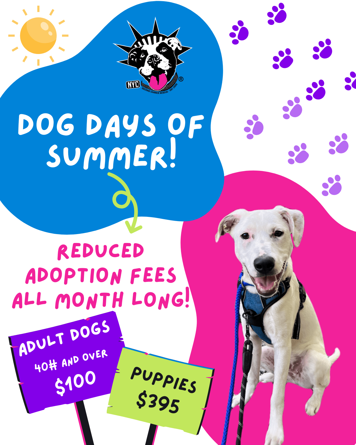 Dog Days of Summer Adoption Incentive
