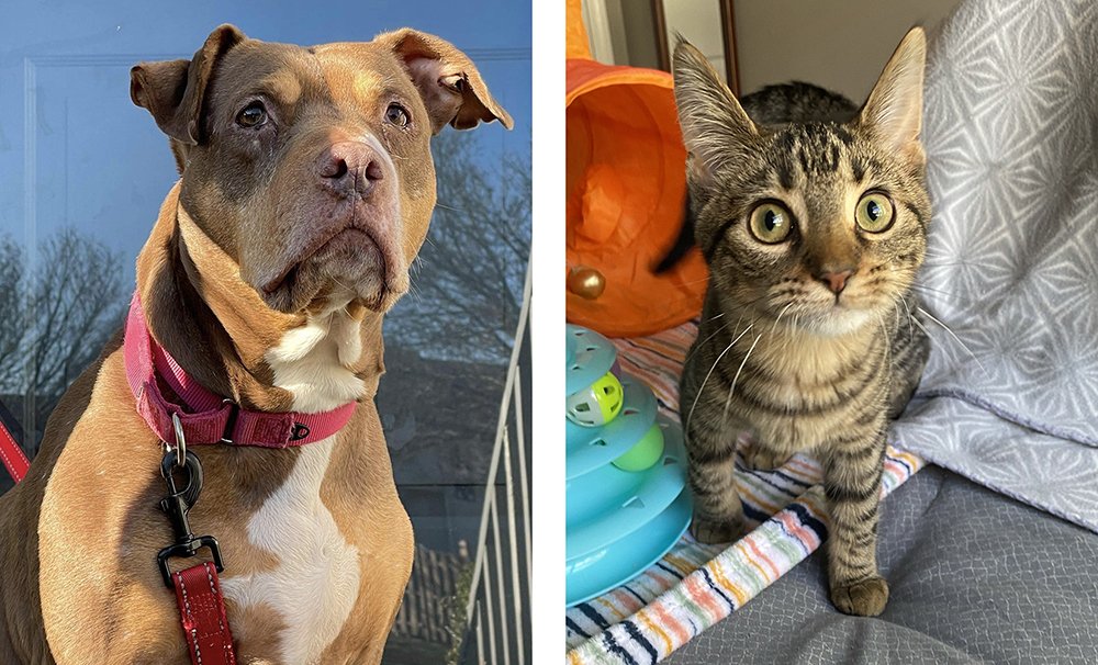 Homepage | Because They Matter - NYC Second Chance Rescue