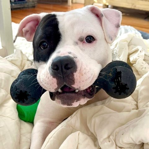 Homepage | Because They Matter - NYC Second Chance Rescue