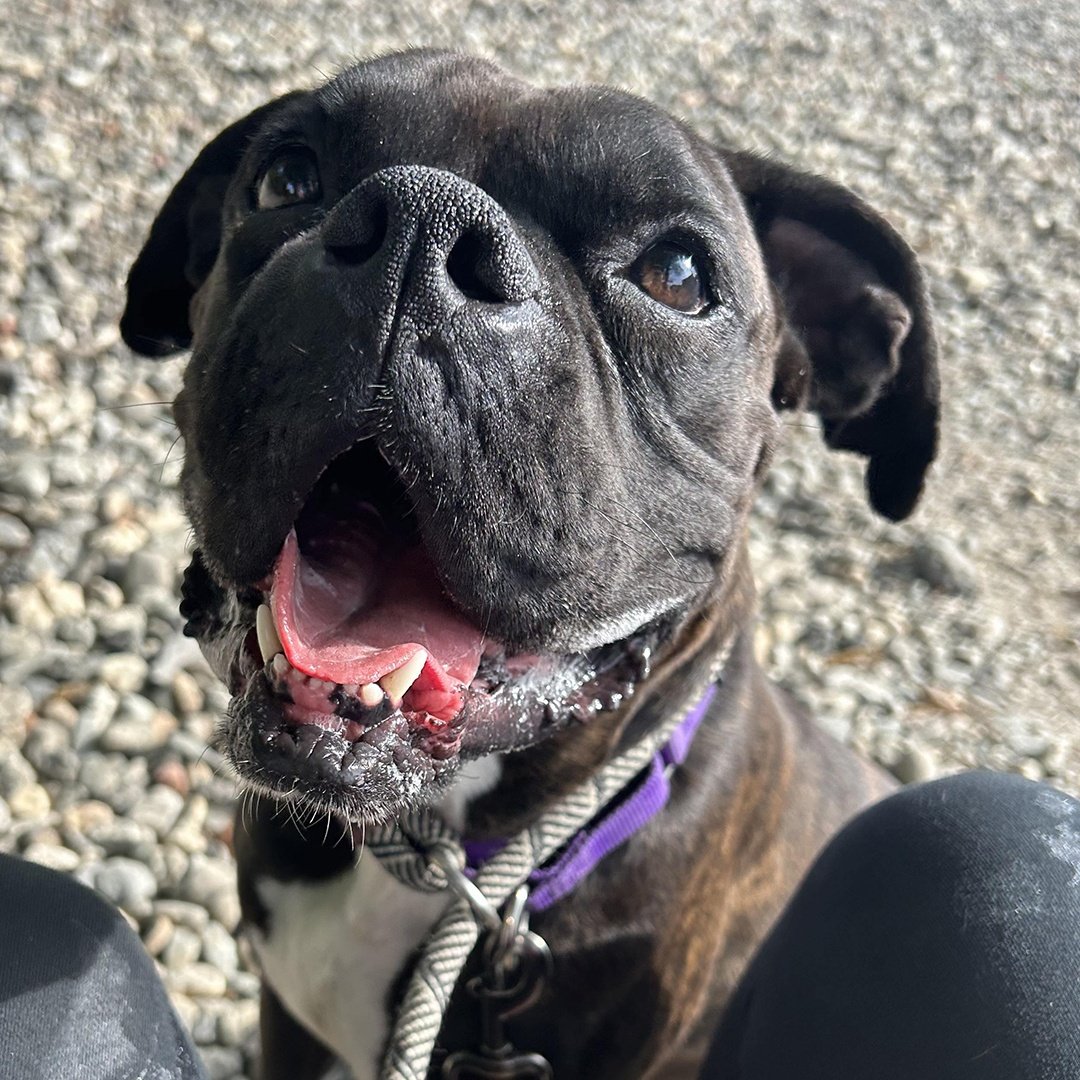 Adoption Events NYC Second Chance Rescue