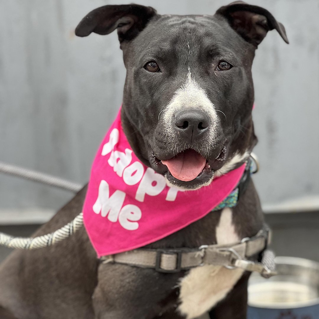 Upcoming Events - NYC Second Chance Rescue