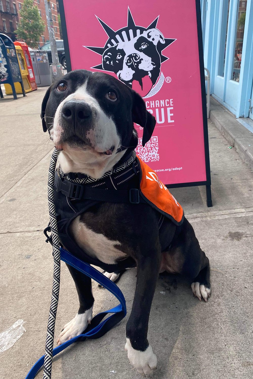 Dog Adoption Application - NYC Second Chance Rescue