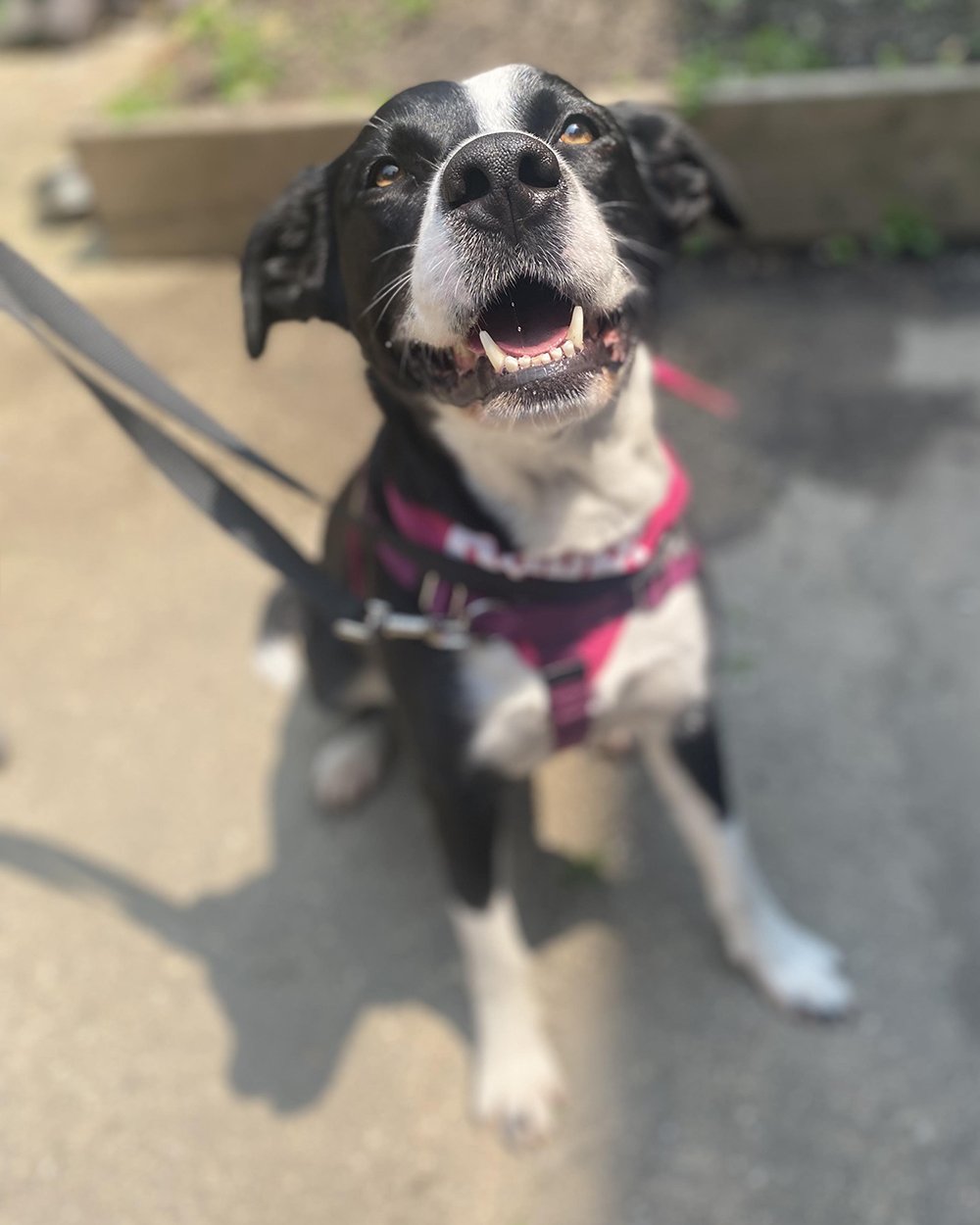 Dog Adoption Application - NYC Second Chance Rescue