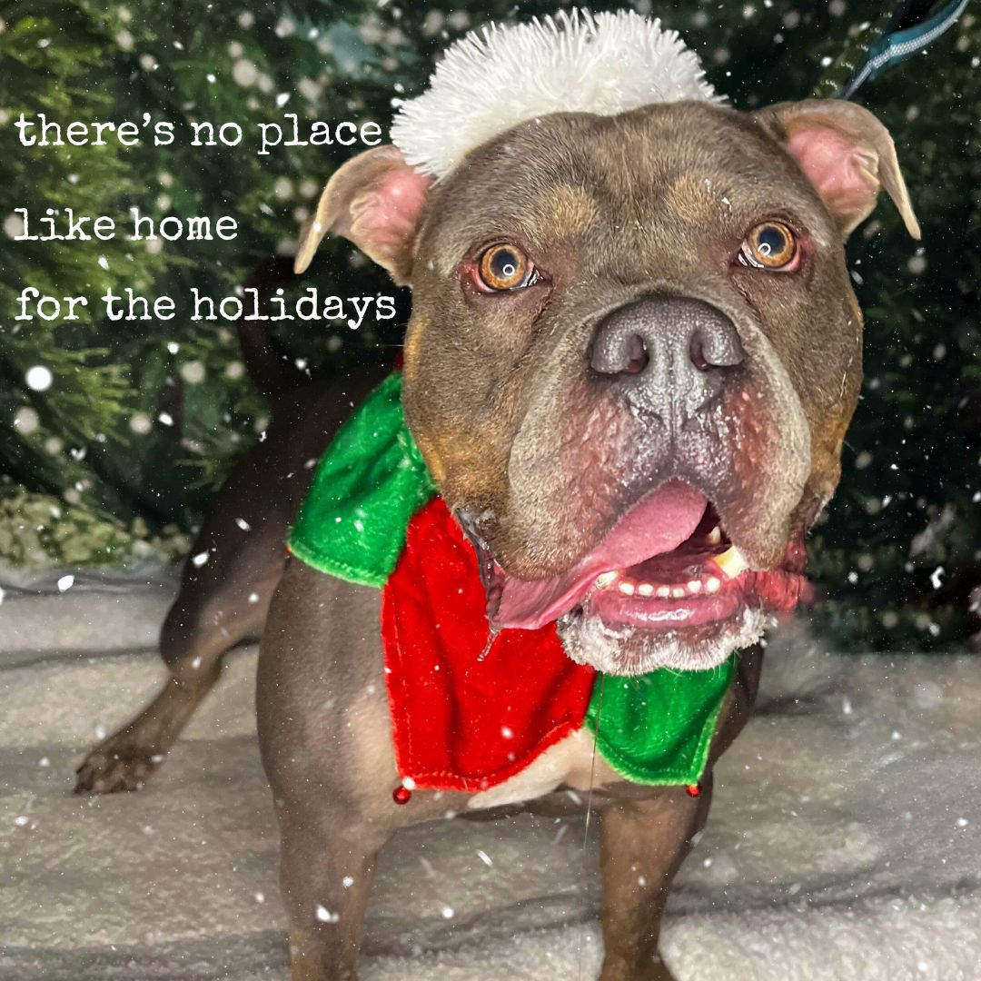25 Dogs of Christmas | Home for the Pawlidays | Rescue Center - NYC ...