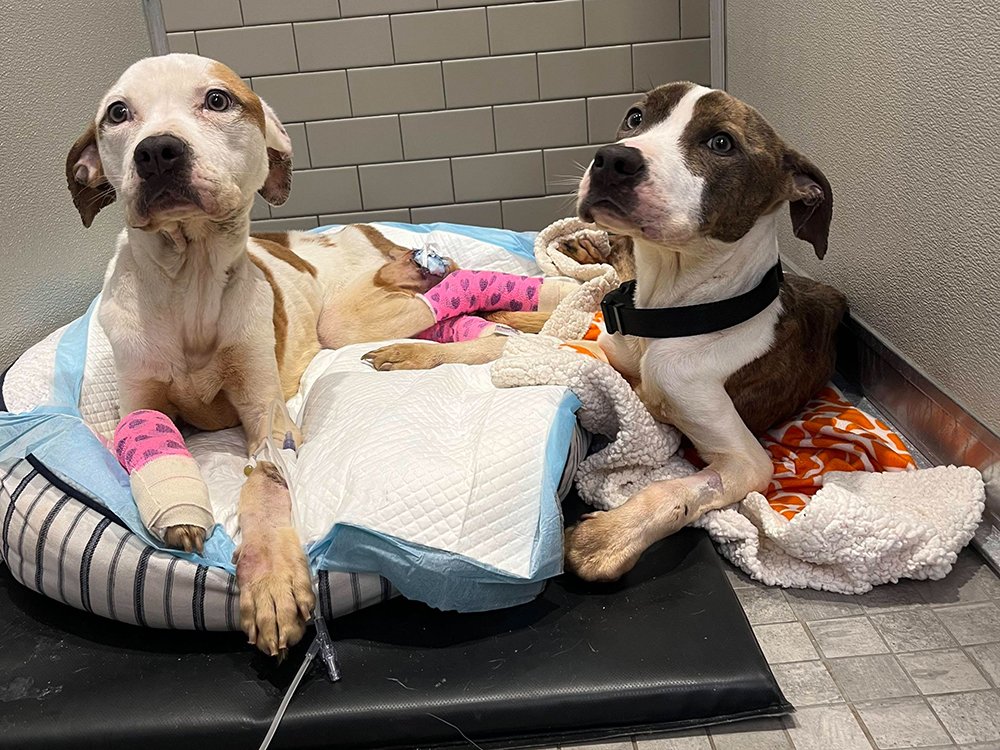 Aiden & Angel's Rescue and Transformation | Success Story - NYC Second  Chance Rescue