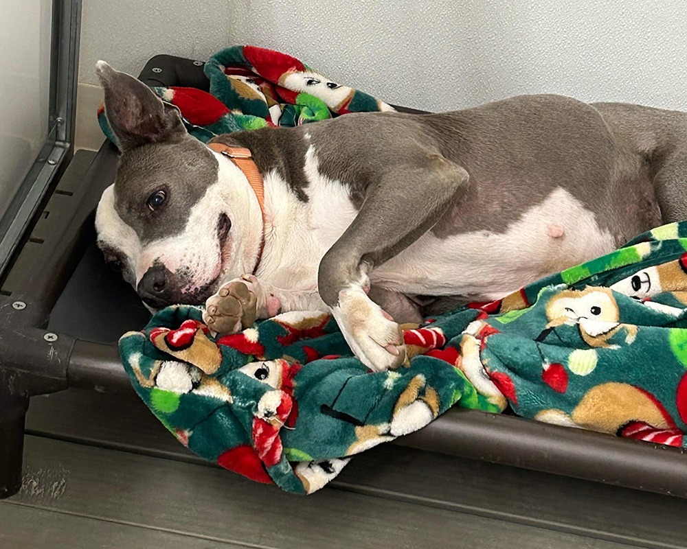 NYC Second Chance Rescue - Donate a Kuranda Bed to dogs like Buttercup