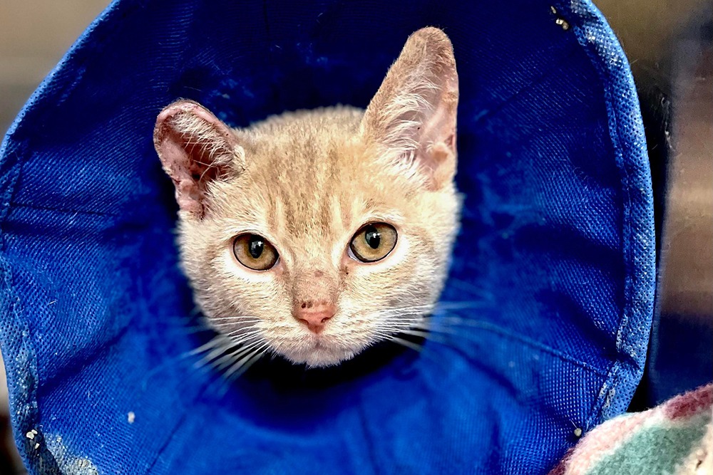 NYC Second Chance Rescue - cat receiving medical treatment