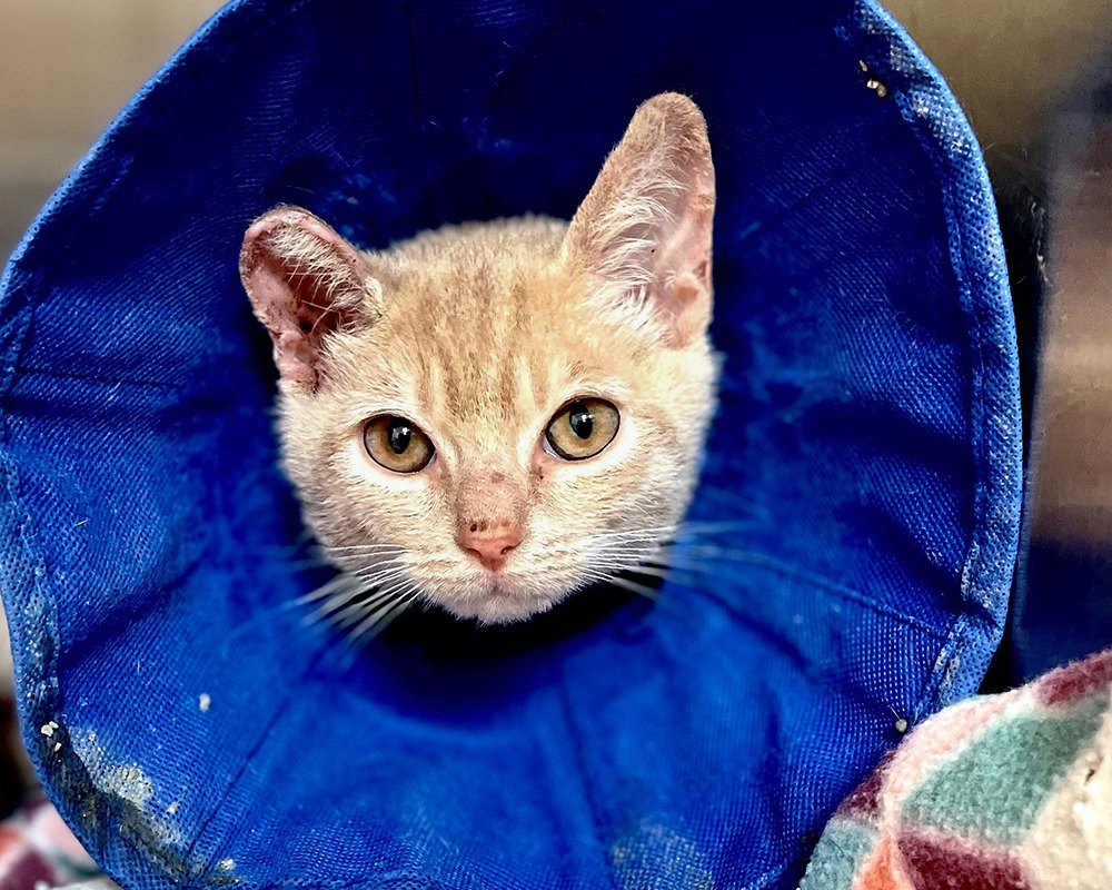NYC Second Chance Rescue - cat receiving medical treatment
