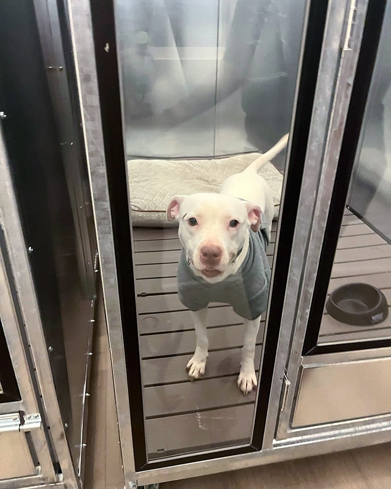 Adoption Center Long Island City NYC Second Chance Rescue