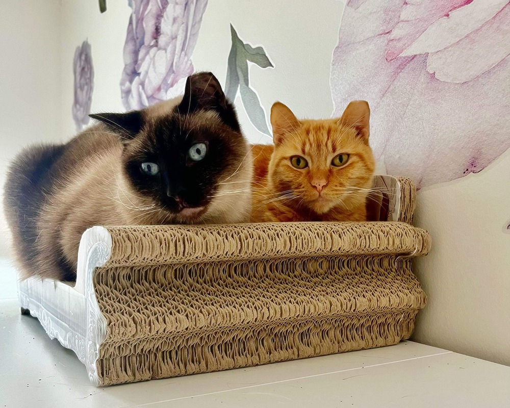 Adoption Center Long Island City NYC Second Chance Rescue