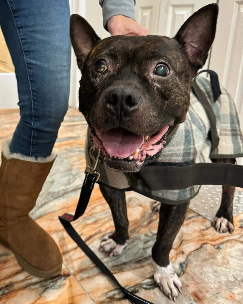 Adoption Center Long Island City NYC Second Chance Rescue