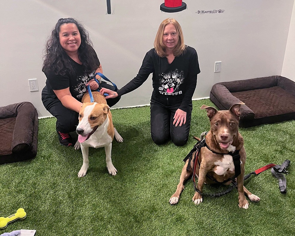 Adoption center long island city nyc second chance rescue