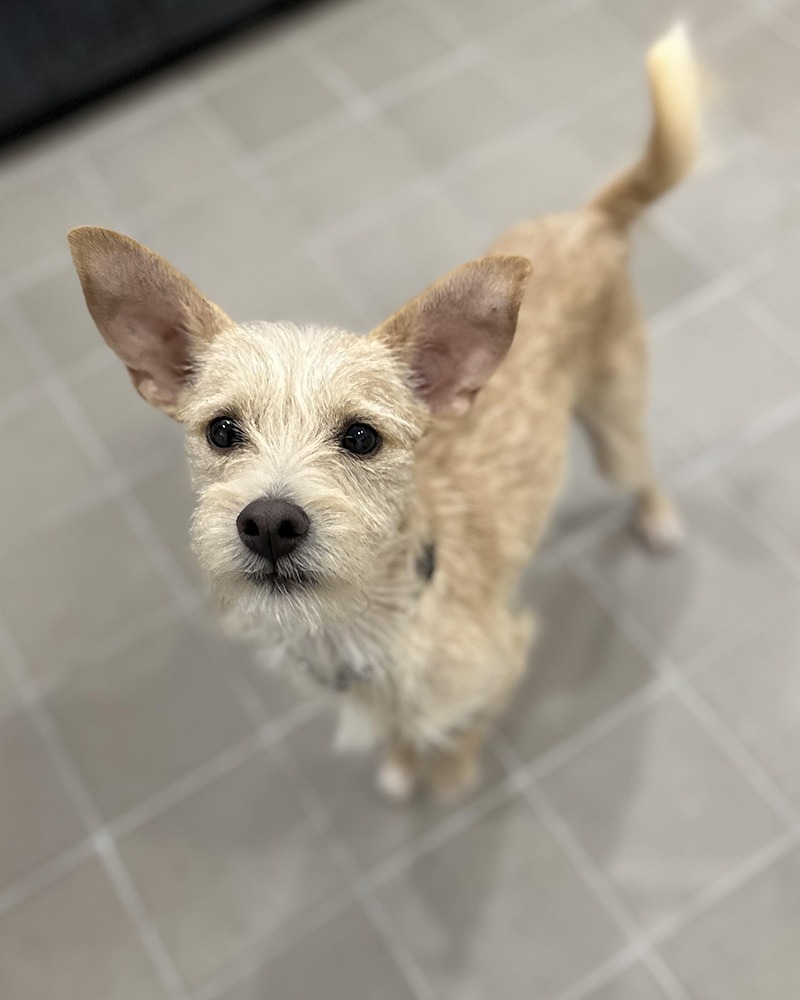 free adoption nyc