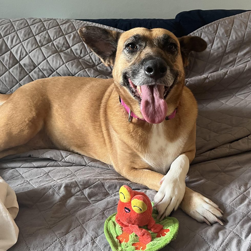 and Guidelines for Dogs and Cats NYC Second Chance Rescue