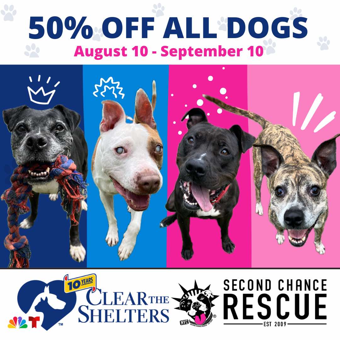Adoptable dogs because they matter nyc second chance rescue