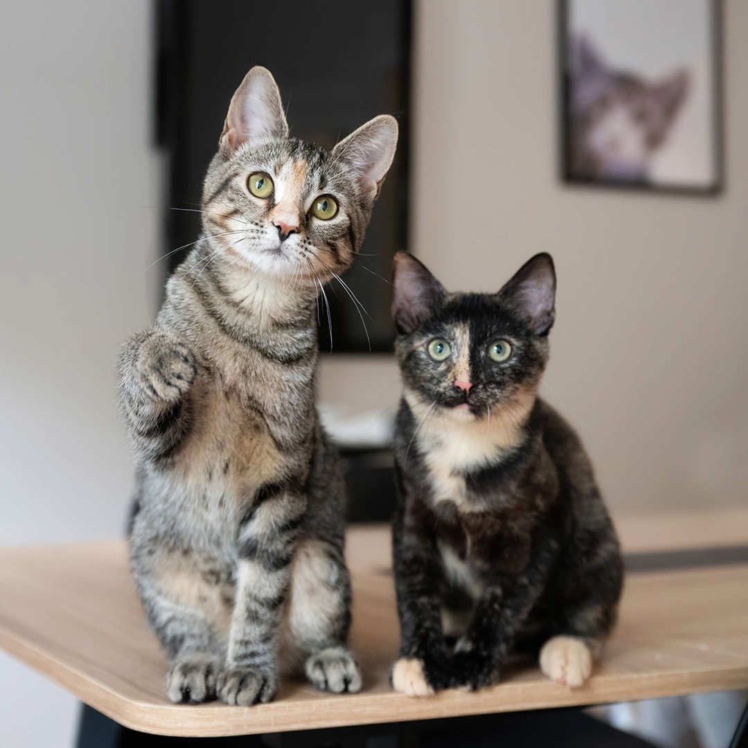 nycscr-cats-1080x1080