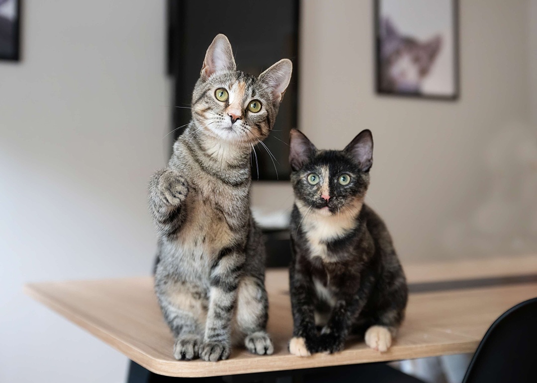 nycscr-cats-1080x771(7x5) NYC Second Chance Rescue, cat and kitten at Adoption Center in Long Island City