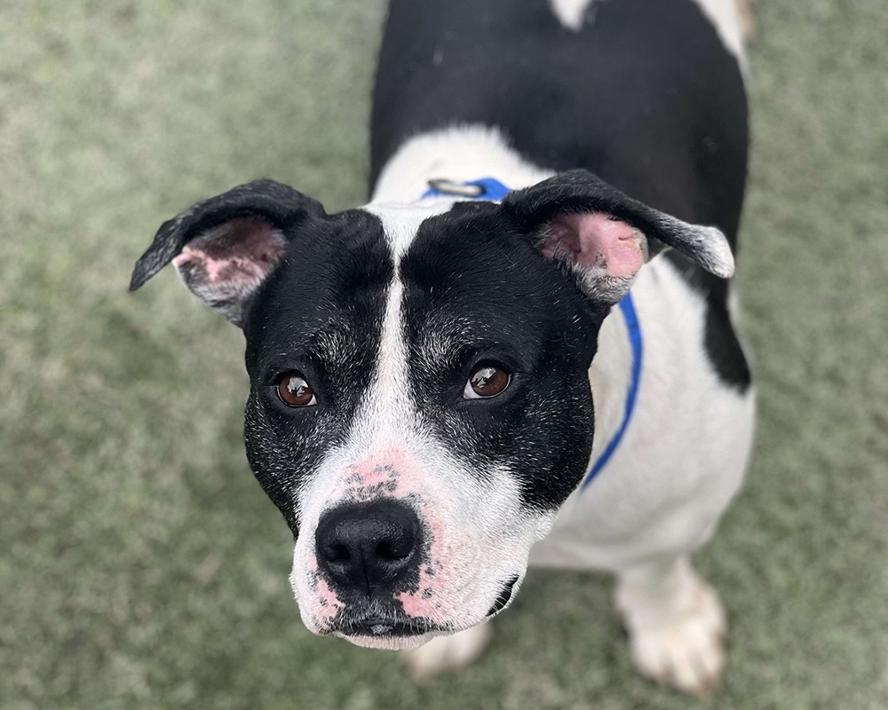 nycscr-oreo-1000x800-1 NYC Second Chance Rescue, Rescue Center Dog, Aston
