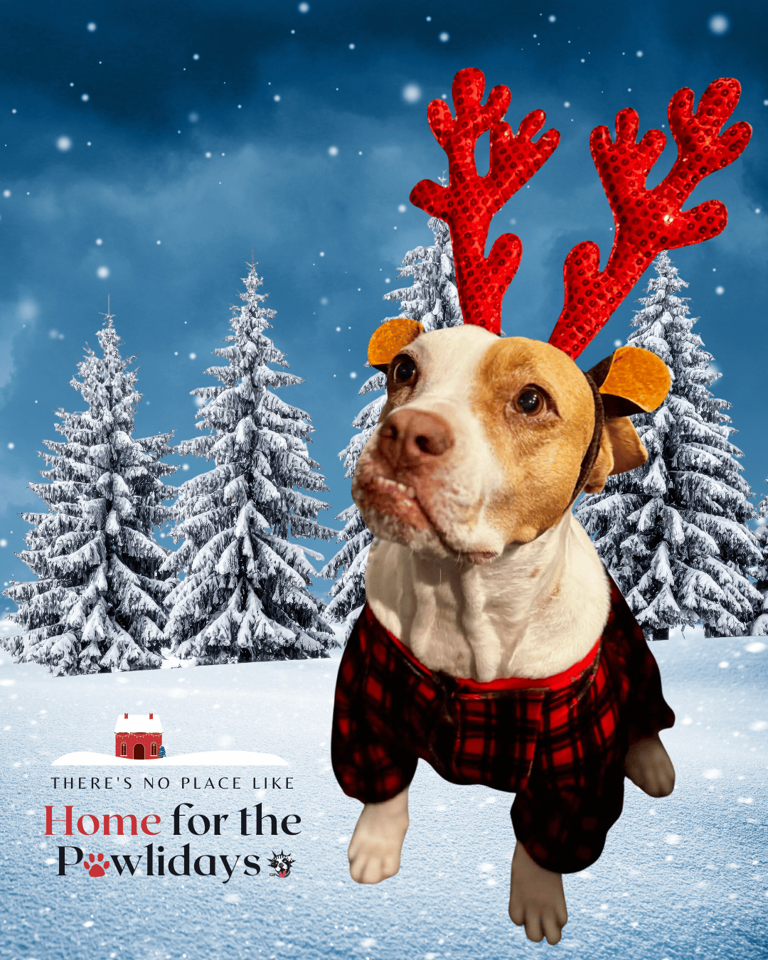 Adopt or Foster | Let's Get Them Home | Home for the Pawlidays - NYC ...