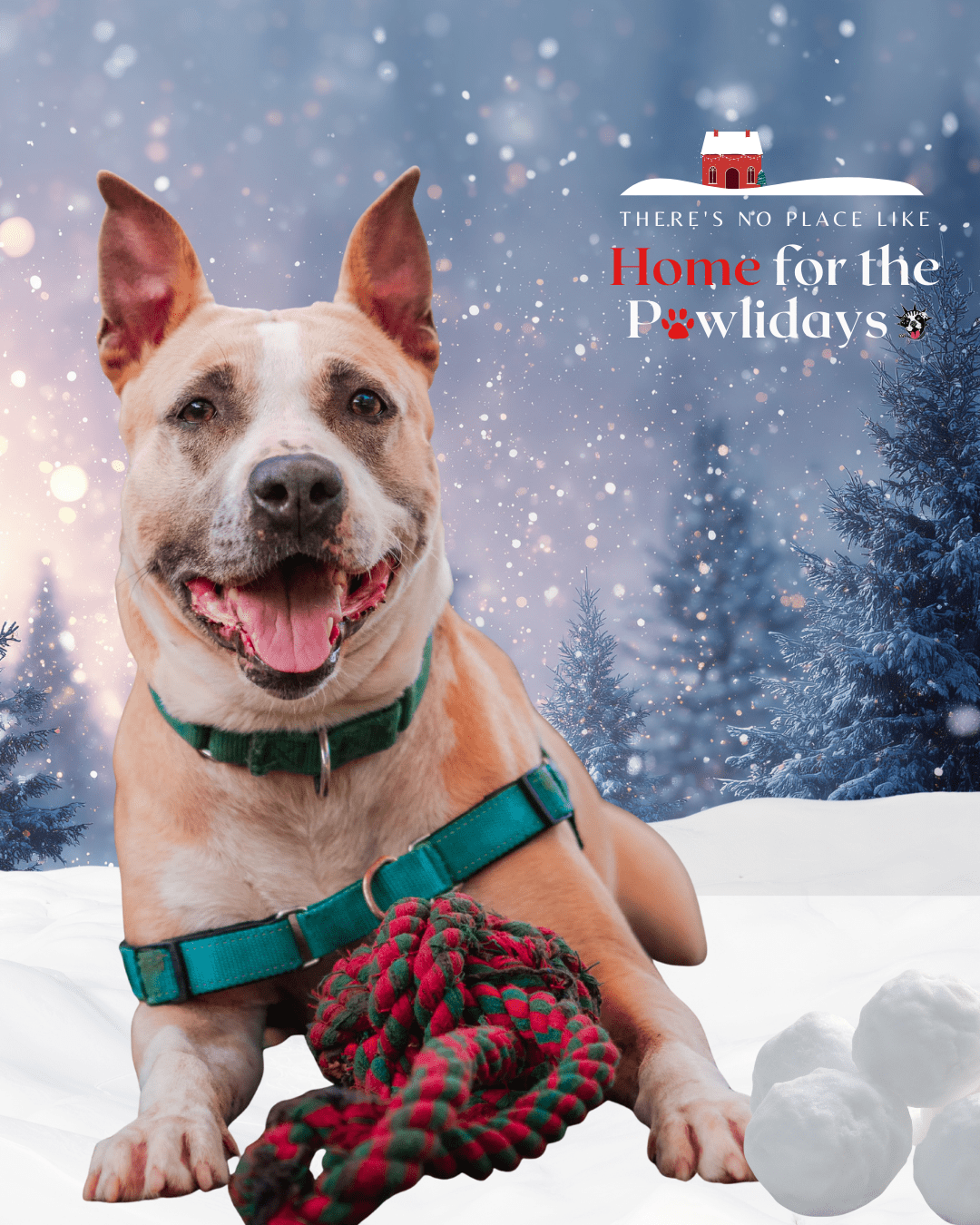 Adopt or Foster | Let's Get Them Home | Home for the Pawlidays - NYC ...