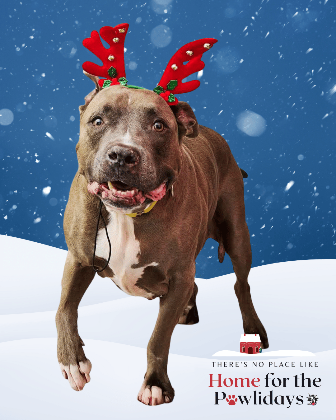 Adopt or Foster | Let's Get Them Home | Home for the Pawlidays - NYC ...