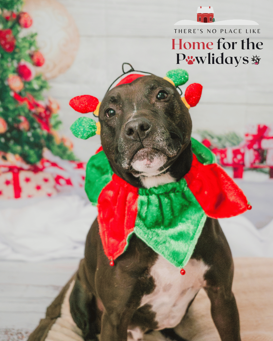 Adopt or Foster | Let's Get Them Home | Home for the Pawlidays - NYC ...