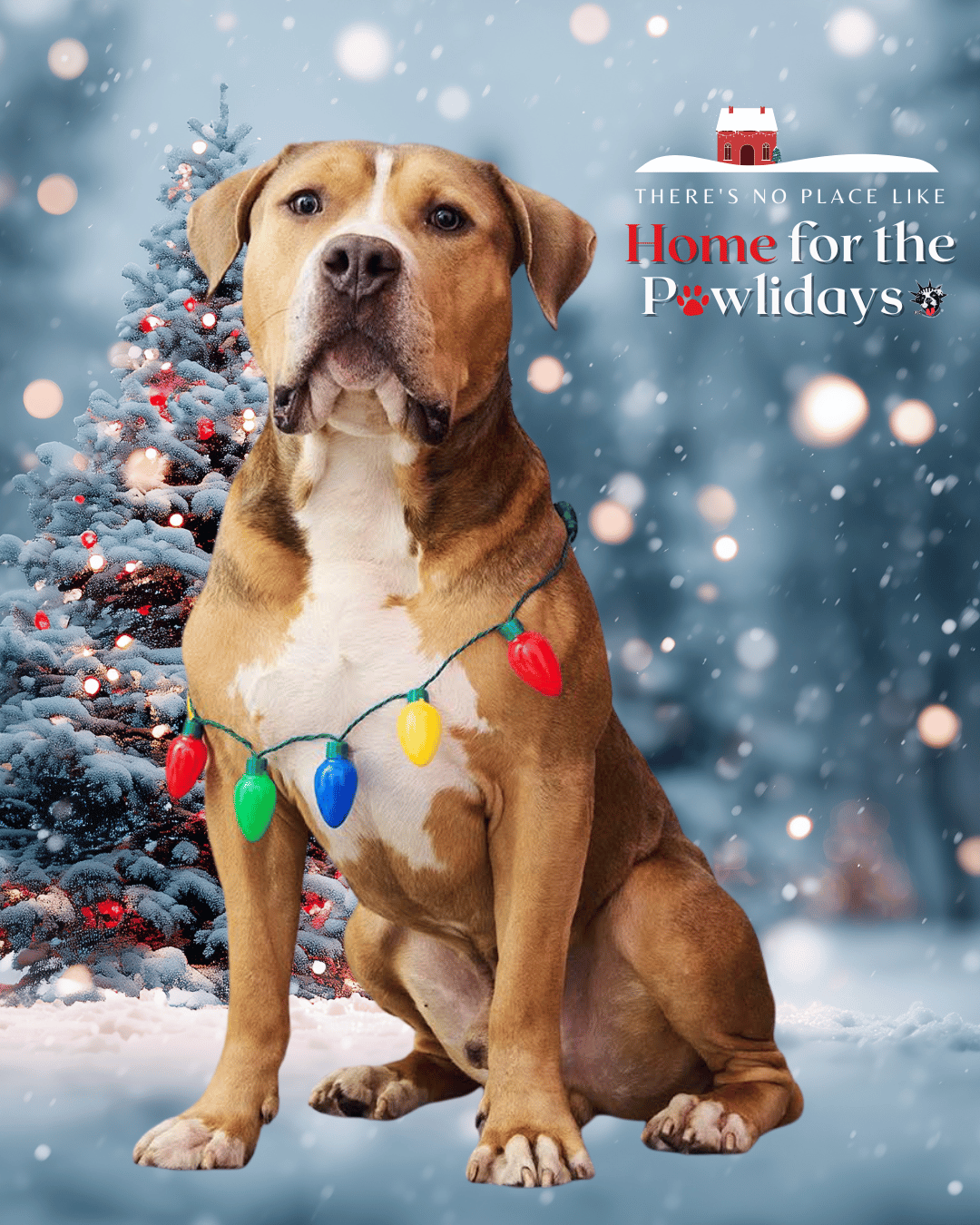 Adopt or Foster | Let's Get Them Home | Home for the Pawlidays - NYC ...