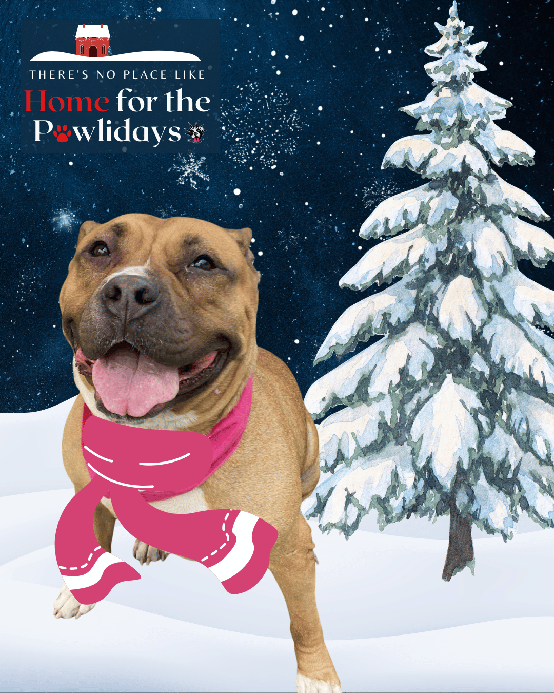 Adopt or Foster | Let's Get Them Home | Home for the Pawlidays - NYC ...
