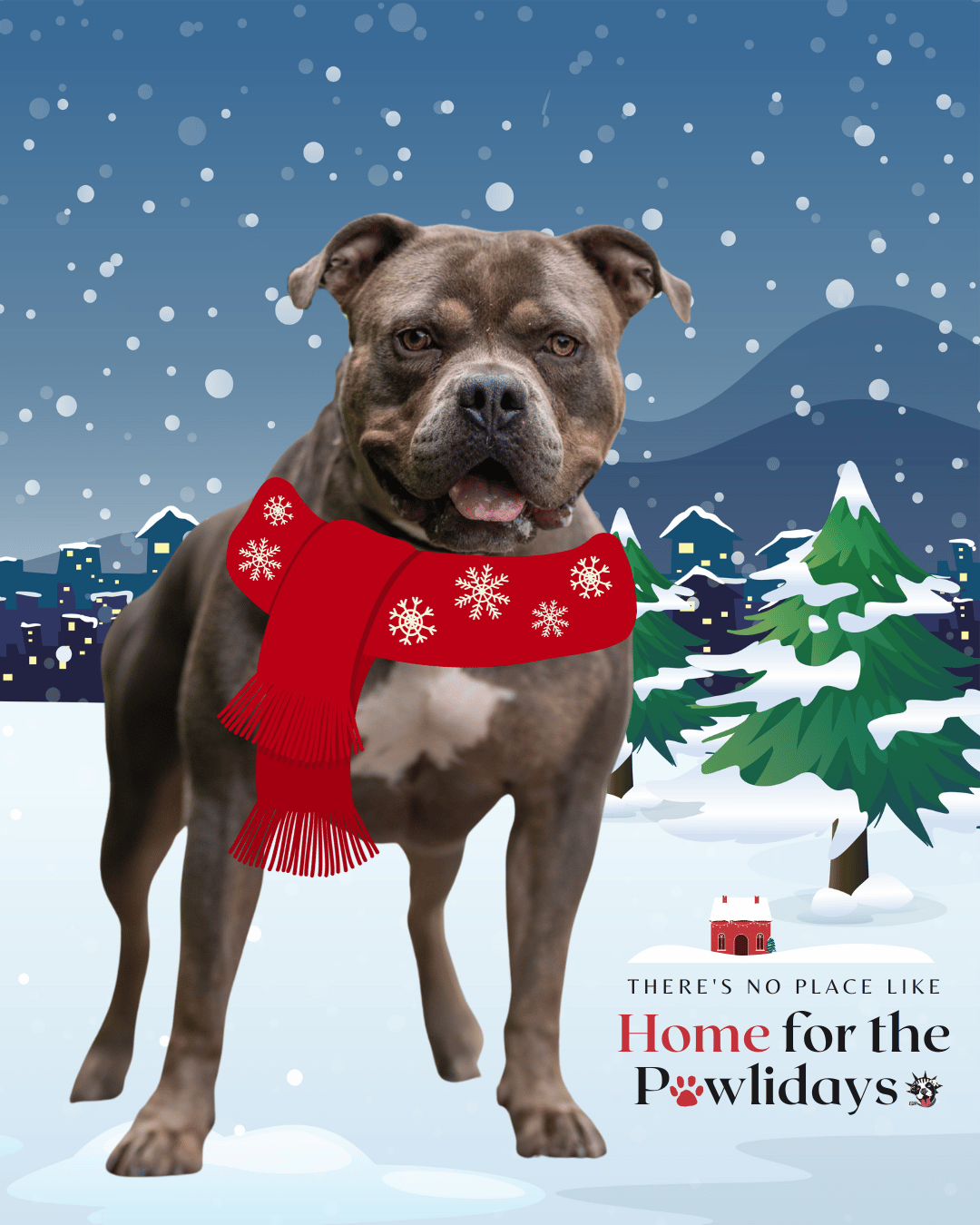 Adopt or Foster | Let's Get Them Home | Home for the Pawlidays - NYC ...
