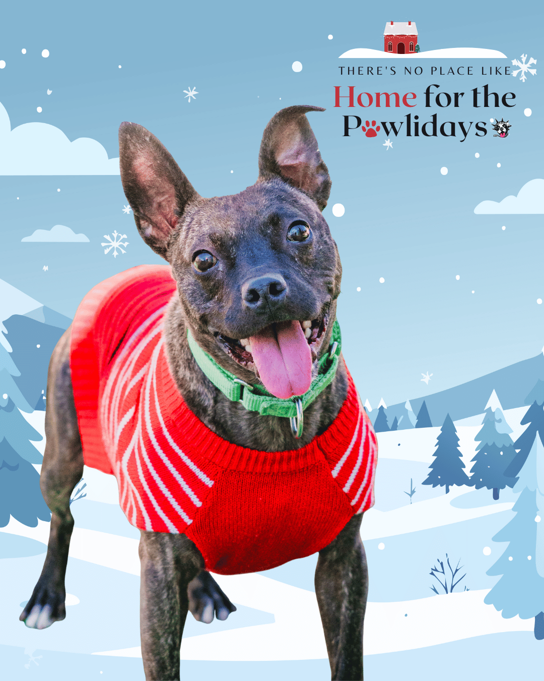 Adopt or Foster | Let's Get Them Home | Home for the Pawlidays - NYC ...